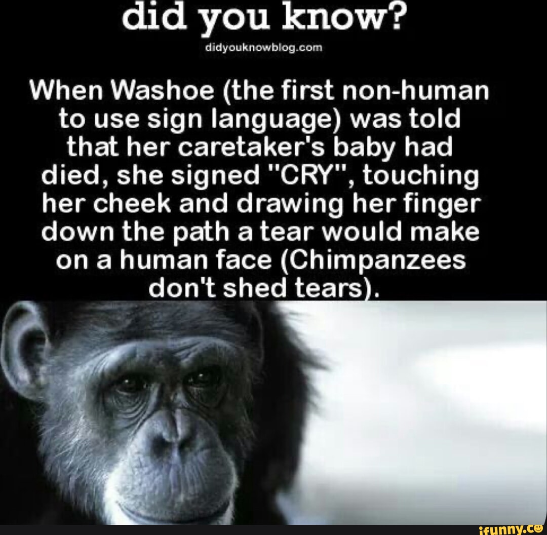 Chimps Using Sign Language Did you know? didyouknowbiog. com When Washoe (the first non-human to ...