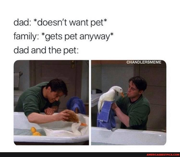 dad: *doesn't want pet* family: *gets pet anyway* dad and the pet:
CHANDLERSMEME