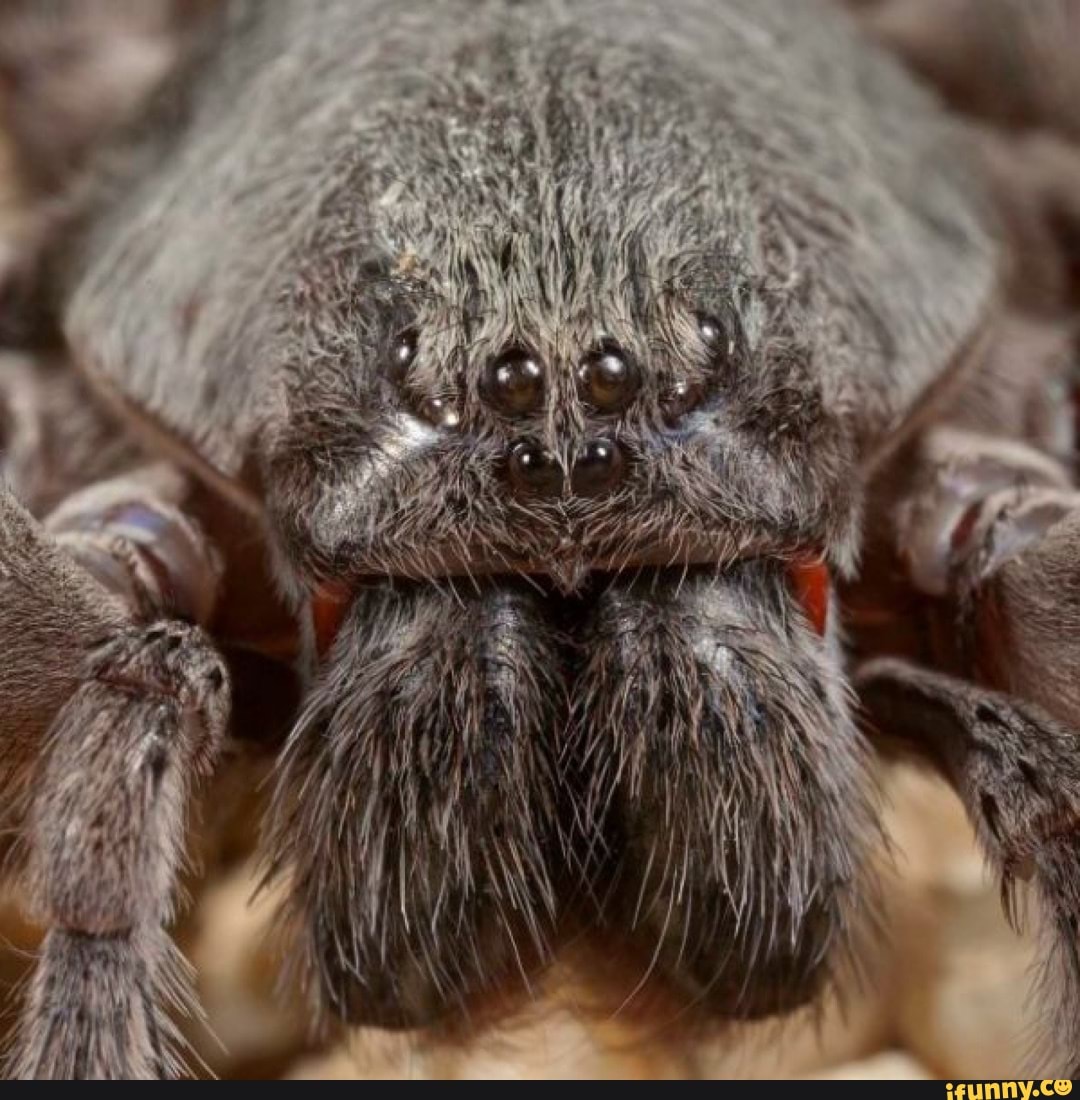 Страшные пауки гигантские