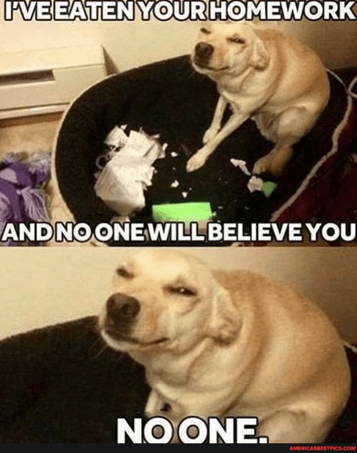 EATEN YOUR HOMEWORK.
AND NO ONE WILL BELIEVE YOu
NOONE.