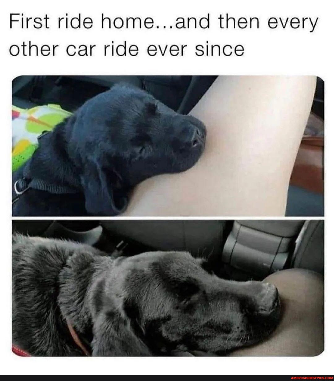 They grow up so fast 🥹 - First ride home...and then every other car ...