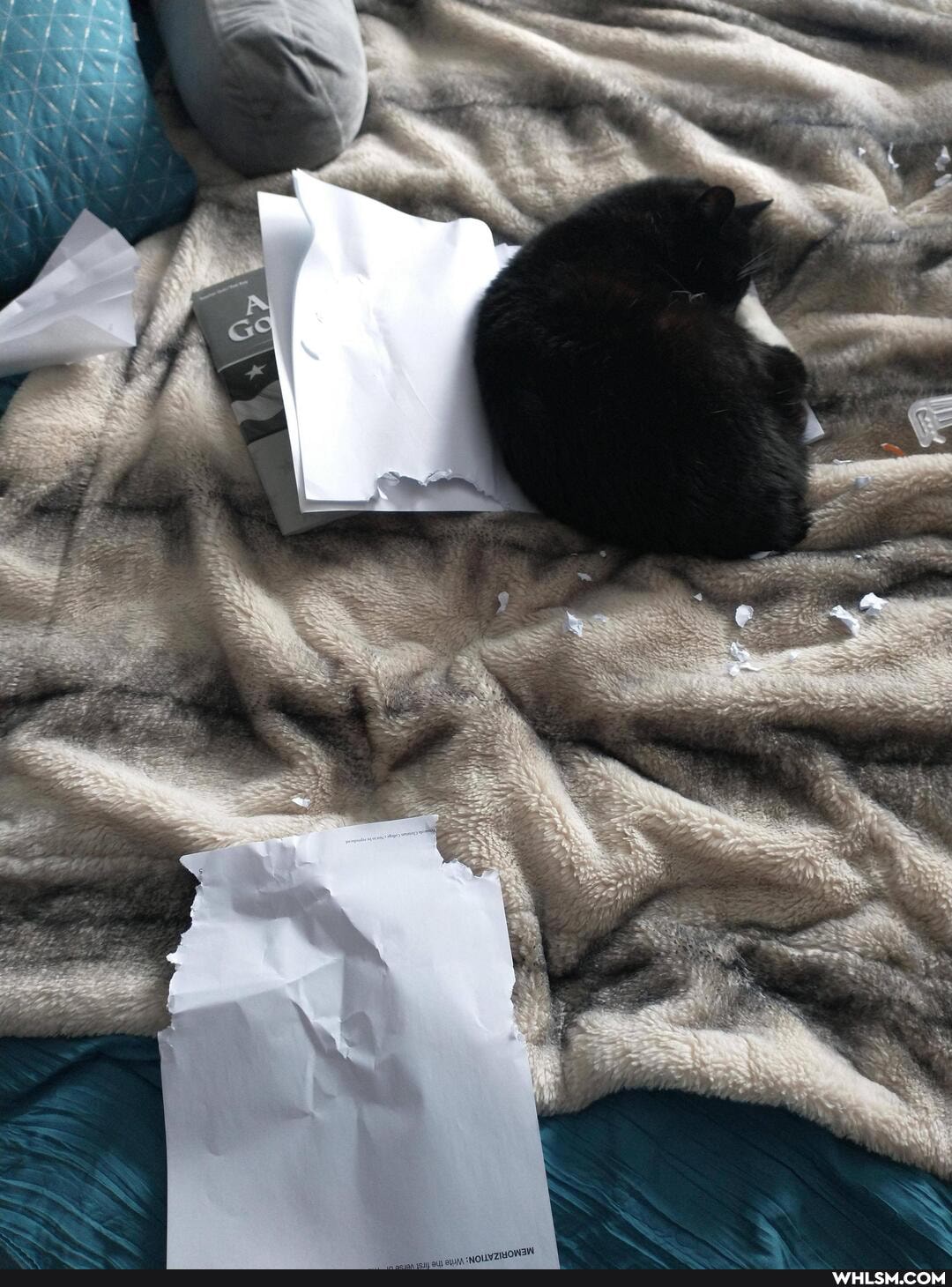 cat, lazy_cat, troublemaker, caterday