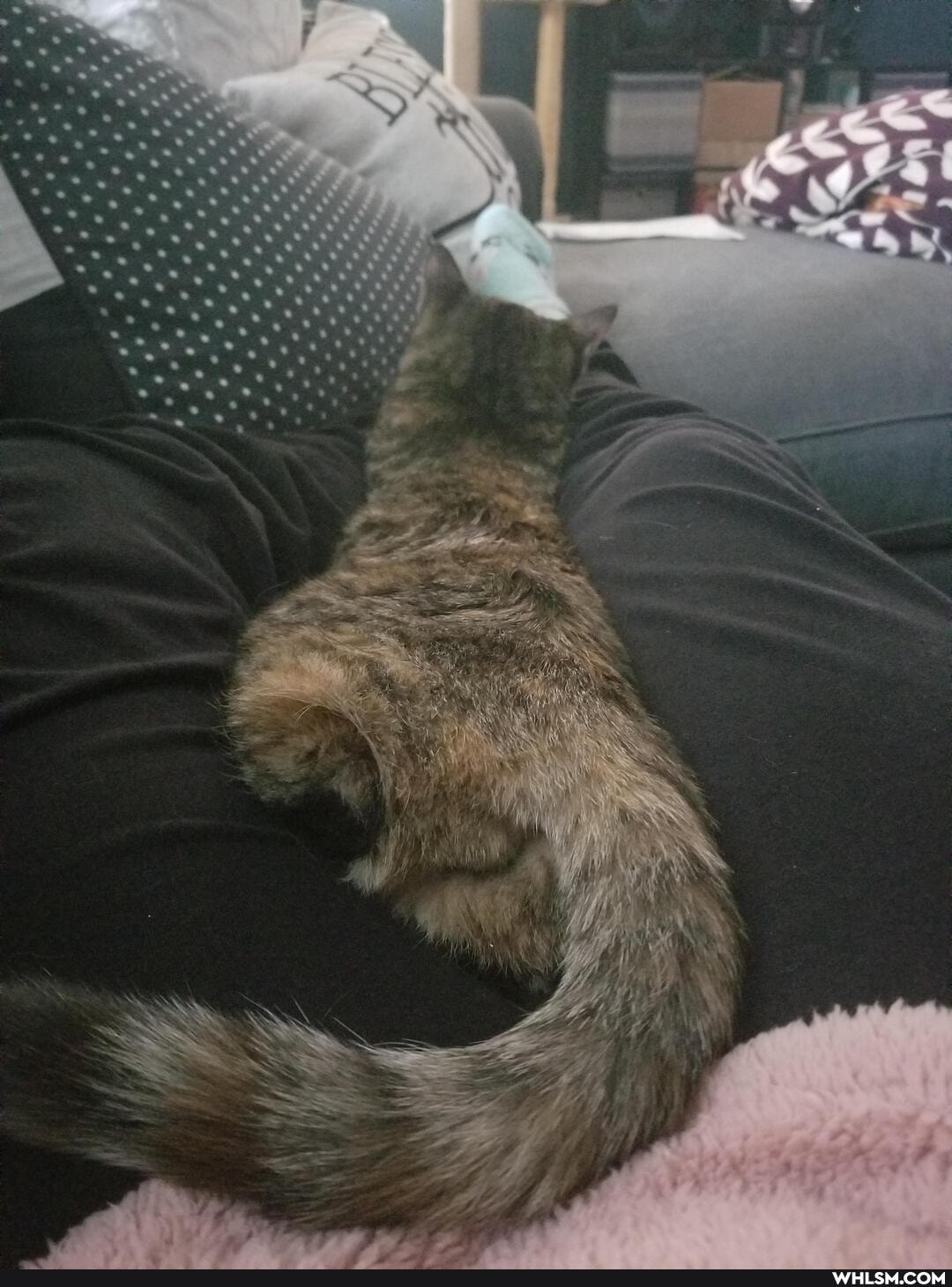 aww, cat