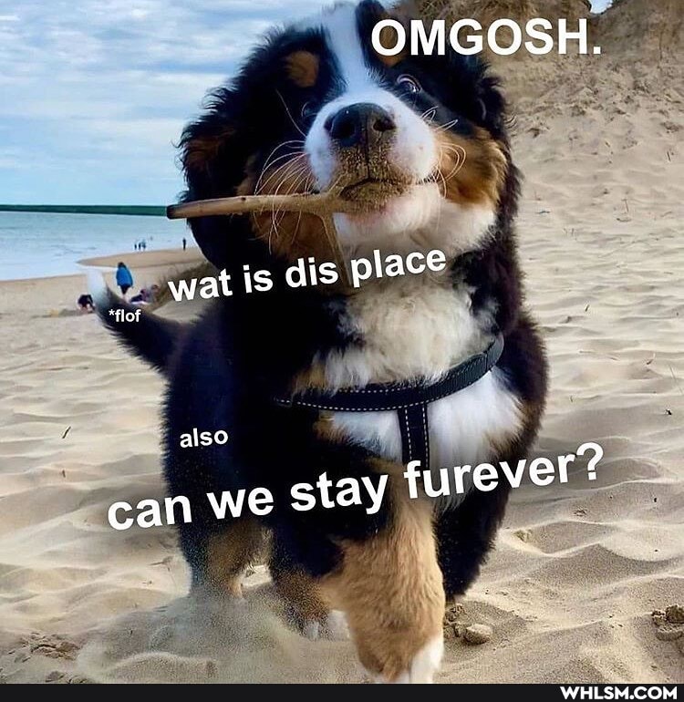 *flof
also
can we stay furever?