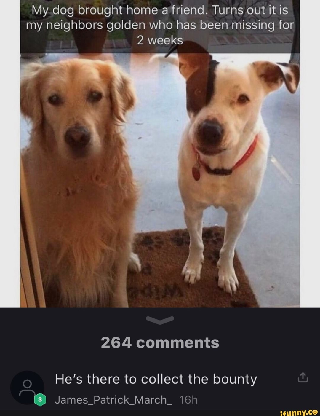 My dog brought home afriend. Turns out it is
my neighbors golden who has been missing for
2 weeks
264 comments
He's there to collect the bounty