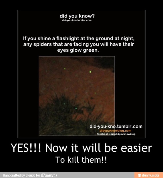If you shine a flashlight at the ground at night,
any spiders that are facing you will have their
eyes glow green.
YES!!! Now it will be easier
To kill them!! - YES!!! Now it will be easier
To kill them!!
