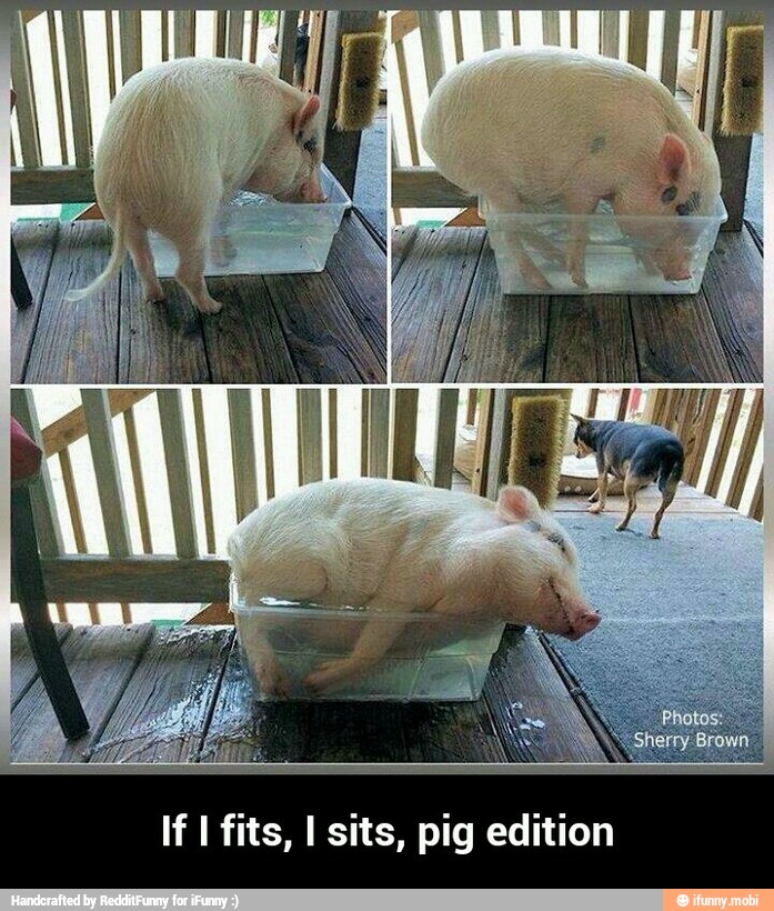 If I fits, I sits, pig edition - If I fits, I sits, pig edition