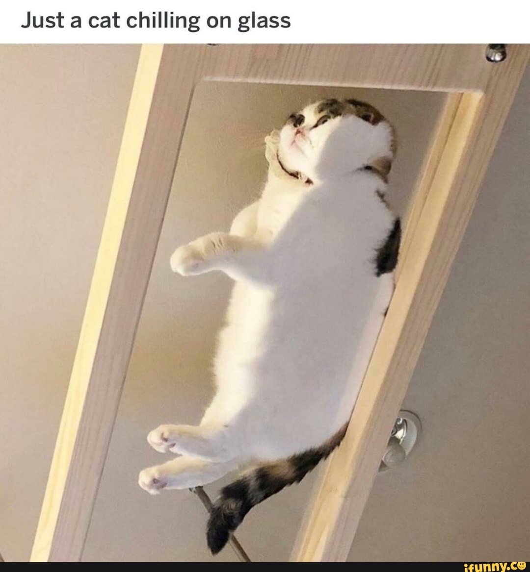 Just a cat chilling on glass