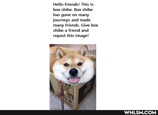 Hello friends! This is box shibe. Box shibe has gone on many journeys and made many friends. Give box shibe a friend and repost this image!