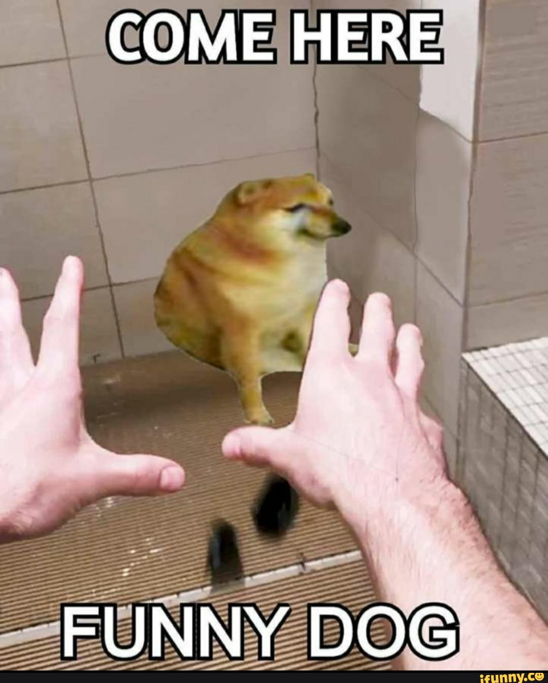 COME HERE
FUNNY DOG