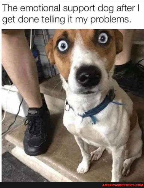 The emotional support dog after I get done telling it my problems.