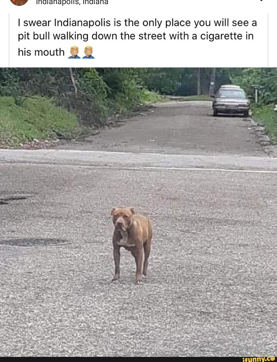 NP Nadtarnapolis, indiana o I swear Indianapolis is the only place you will see a pit bull