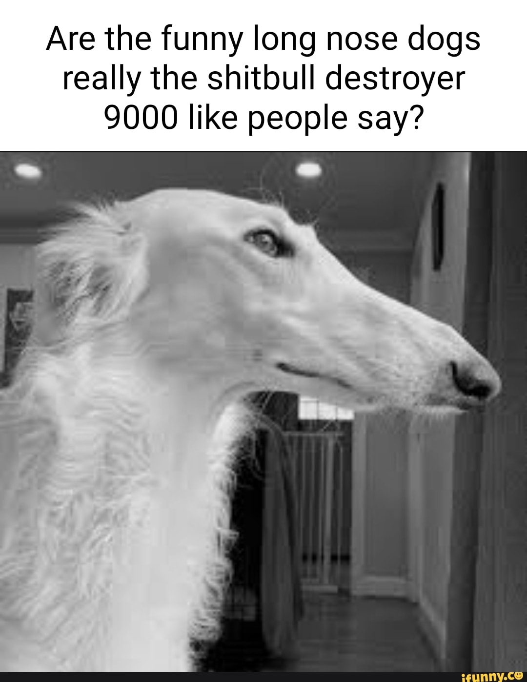 Are the funny long nose dogs really the shitbull destroyer 9000 like