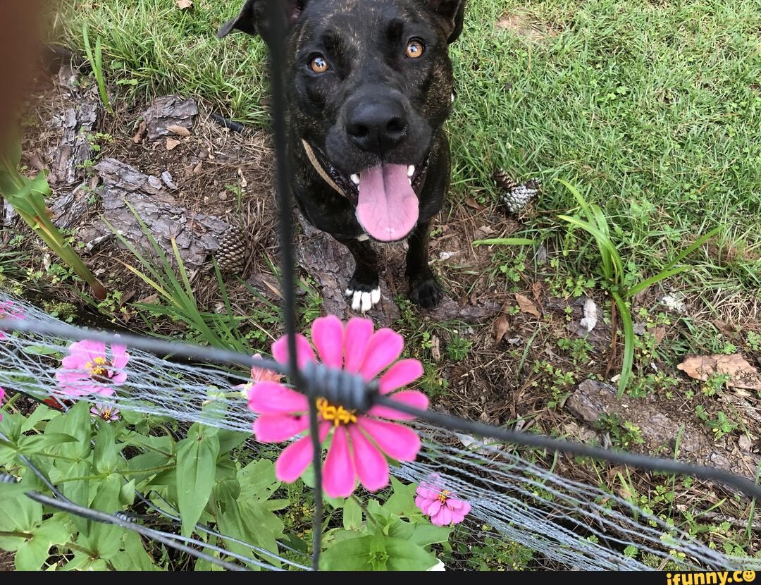 Zinnias memes. Best Collection of funny Zinnias pictures on iFunny