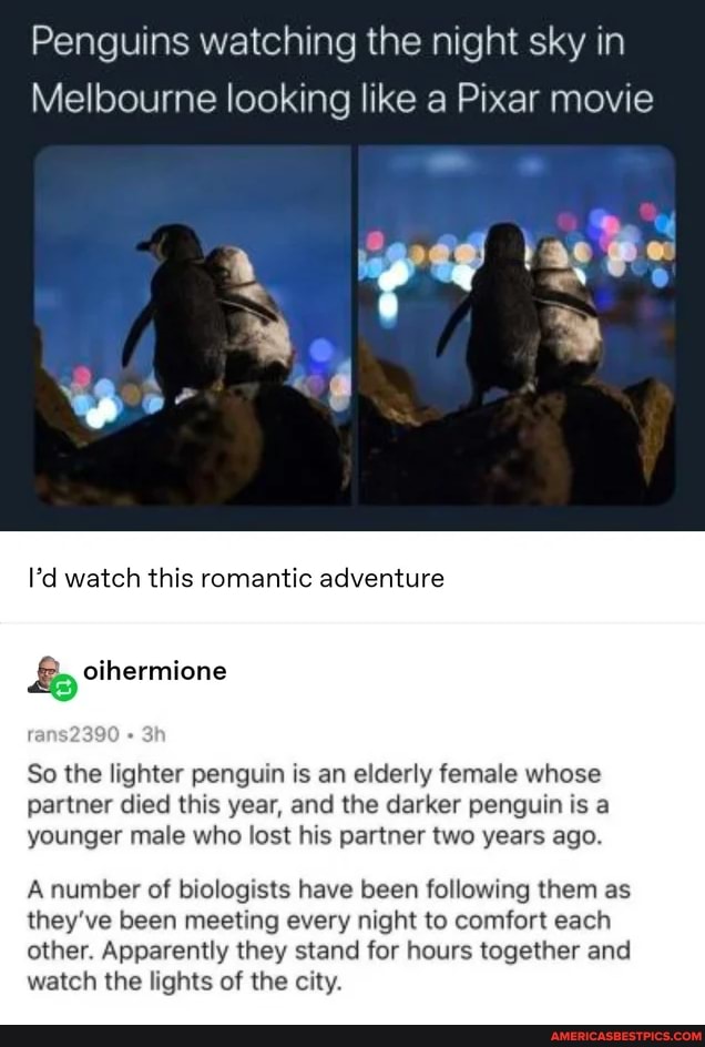 Penguins watching the night sky in
Melbourne looking like a Pixar movie
I'd watch this romantic adventure
cihermione
Bin
So the lighter penguin is an elderly female whose partner died this year, and the darker penguin is a younger male who lost his partner two years ago.
A number of biologists have been following them as they've been meeting every night to comfort each other. Apparently they stand for hours together and watch the lights of the city.