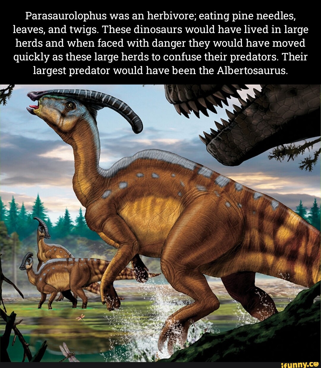 Parasaurolophus was an herbivore; eating pine needles, leaves, and ...