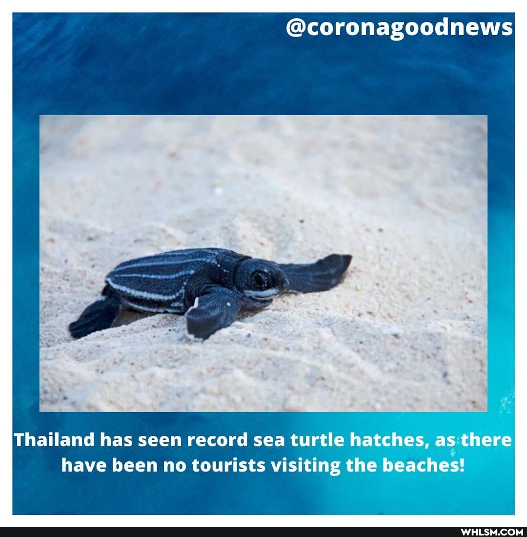 @coronagoodnews
Thailand has seen record sea turtle tu hatches, as there have been no tourists visiting the beaches!