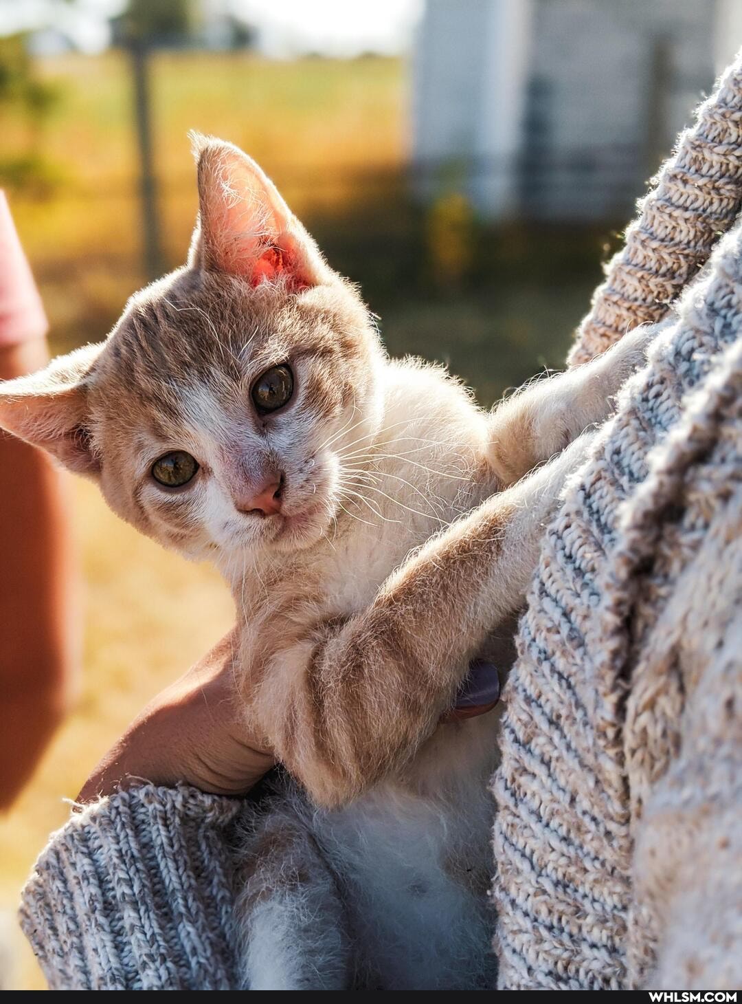 cat, kitten, baby_animals, caturday