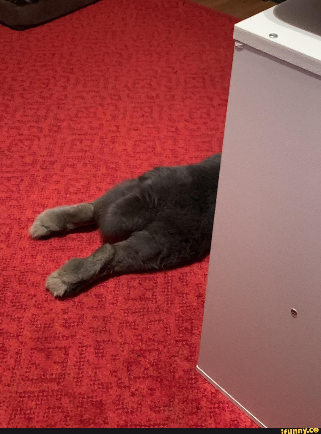 17lbs. Potty trained, per previous question. Flemish Giant. iFunny