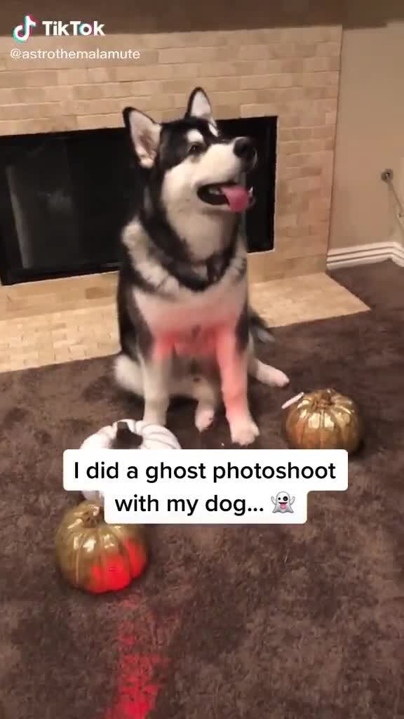 did a ghost photoshoot with my dog...