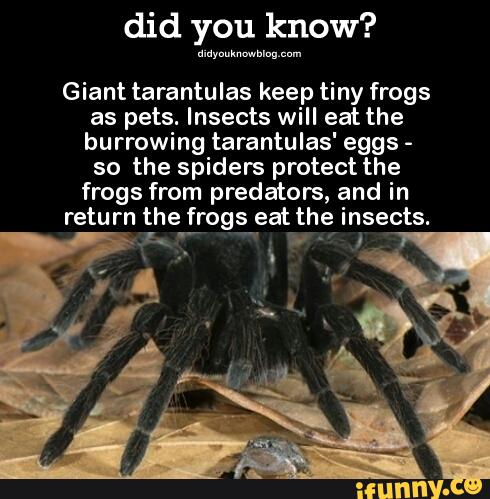 did you know?
Giant tarantulas keep tiny frogs
as pets. Insects will eat the
burrowing tarantulas' eggs -
so the spiders protect the
frogs from predators, and in
return the frogs eat the insects.
hf