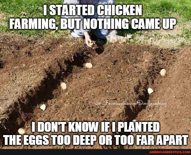 STARTED CHIGKEN FARMING, BUT NOTHING CAME UP
IDON'T KNOW IF PLANTED THE EL'S TON NEE OR TON EAR APART