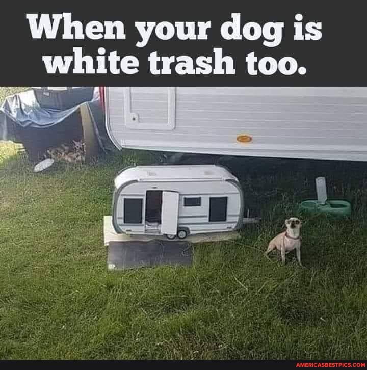 When your dog is white trash too.