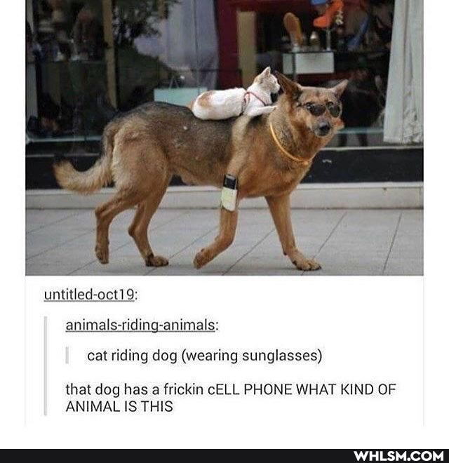 untied octh9
animals-niding-arumals cat riding dog (wearing sunglasses)
that dog has a frickin CELL PHONE WHAT KIND OF ANIMAL IS THIS