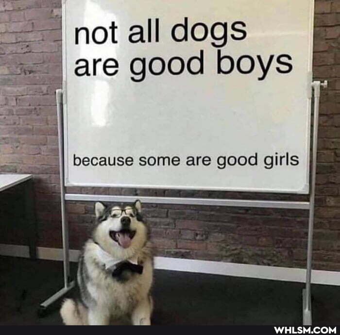I not all dogs are good boys
pecause some are good girls