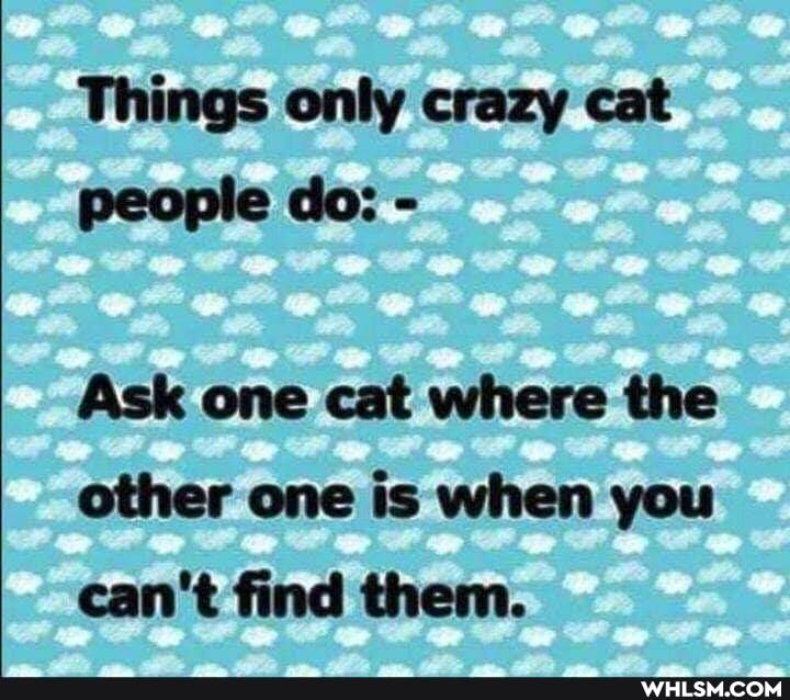 Things only crazy cat people do: -
Ask one cat where the other one is when you can't find them.