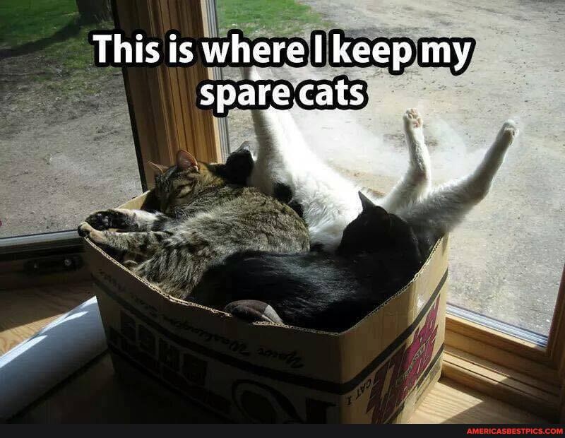 This is where keep my spare cats