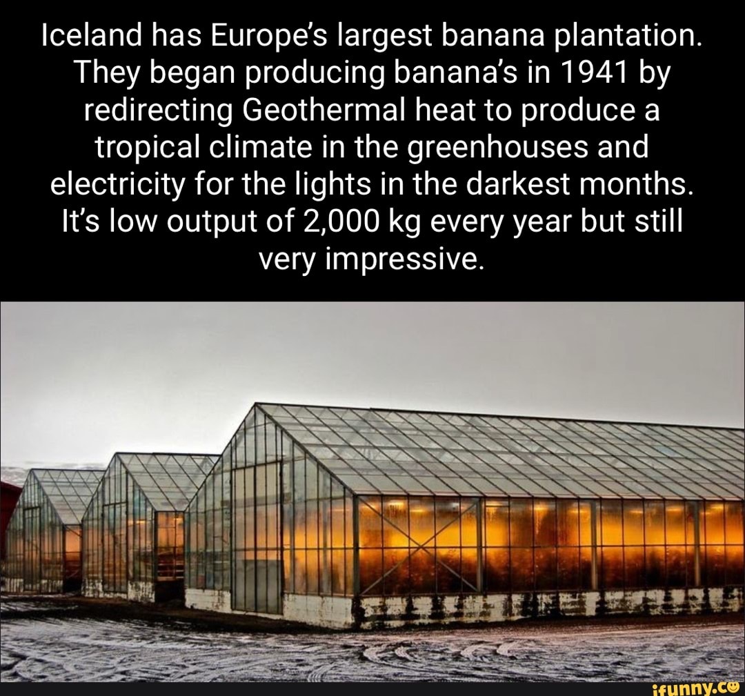 Iceland has Europe's largest banana plantation. They began producing