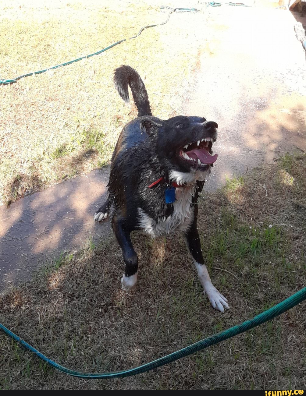 Water_hose memes. Best Collection of funny Water_hose pictures on iFunny