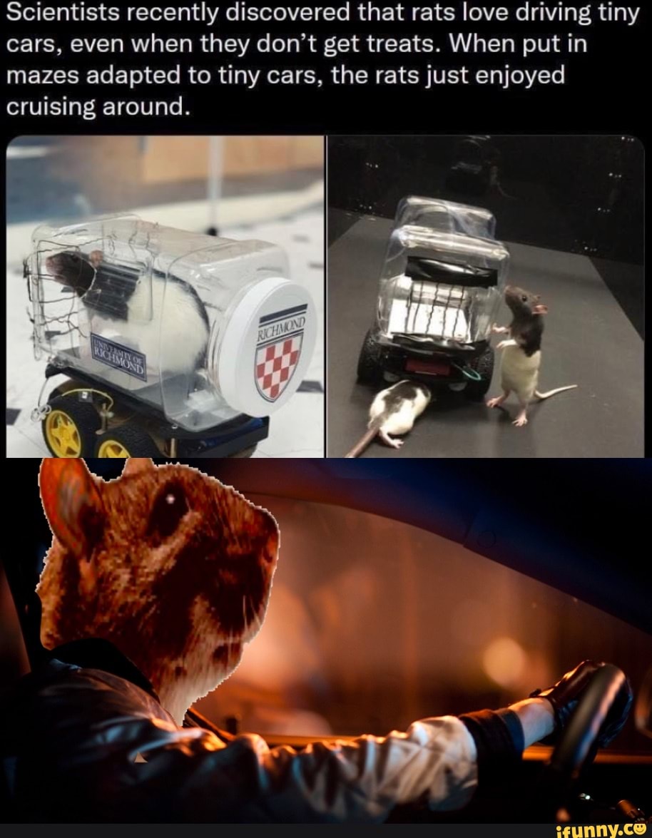 Scientists Recently Discovered That Rats Love Driving Tiny Cars, Even ...