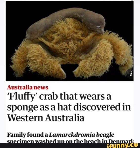 Fluffy' crab that wears a sponge as a hat discovered in Western Australia, Australia news