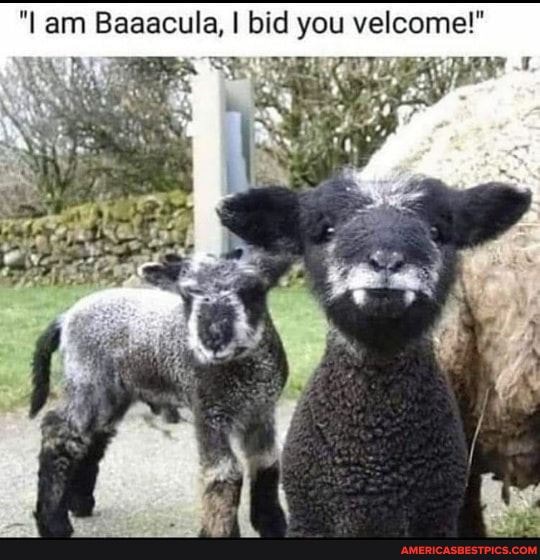 "lam la, I bid you veleome!"