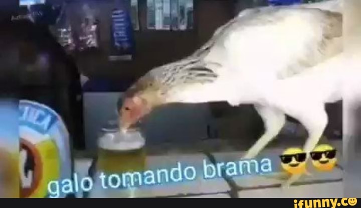 qalo tomando