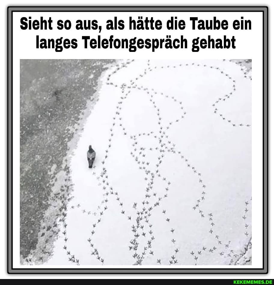 Sieht so aus, als hätte die Taube ein langes Telefongespräch gehabt