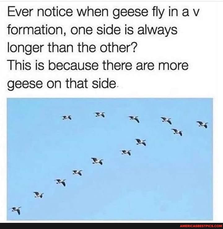 Ever notice when geese fly in a v formation, one side is always longer than the other?
This is because there are more geese on that side.