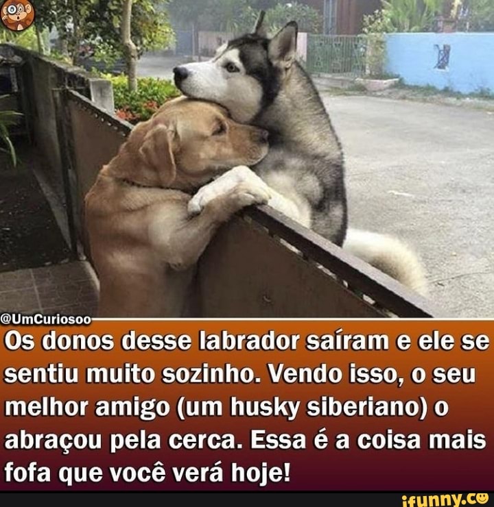 QUmCuriosoo
Os donos desse labrador saíram e ele se sentiu muito sozinho. Vendo isso, o seu melhor amigo (um husky siberiano) o abraçou pela cerca. Essa é a coisa mais fofa que você verá hoje!