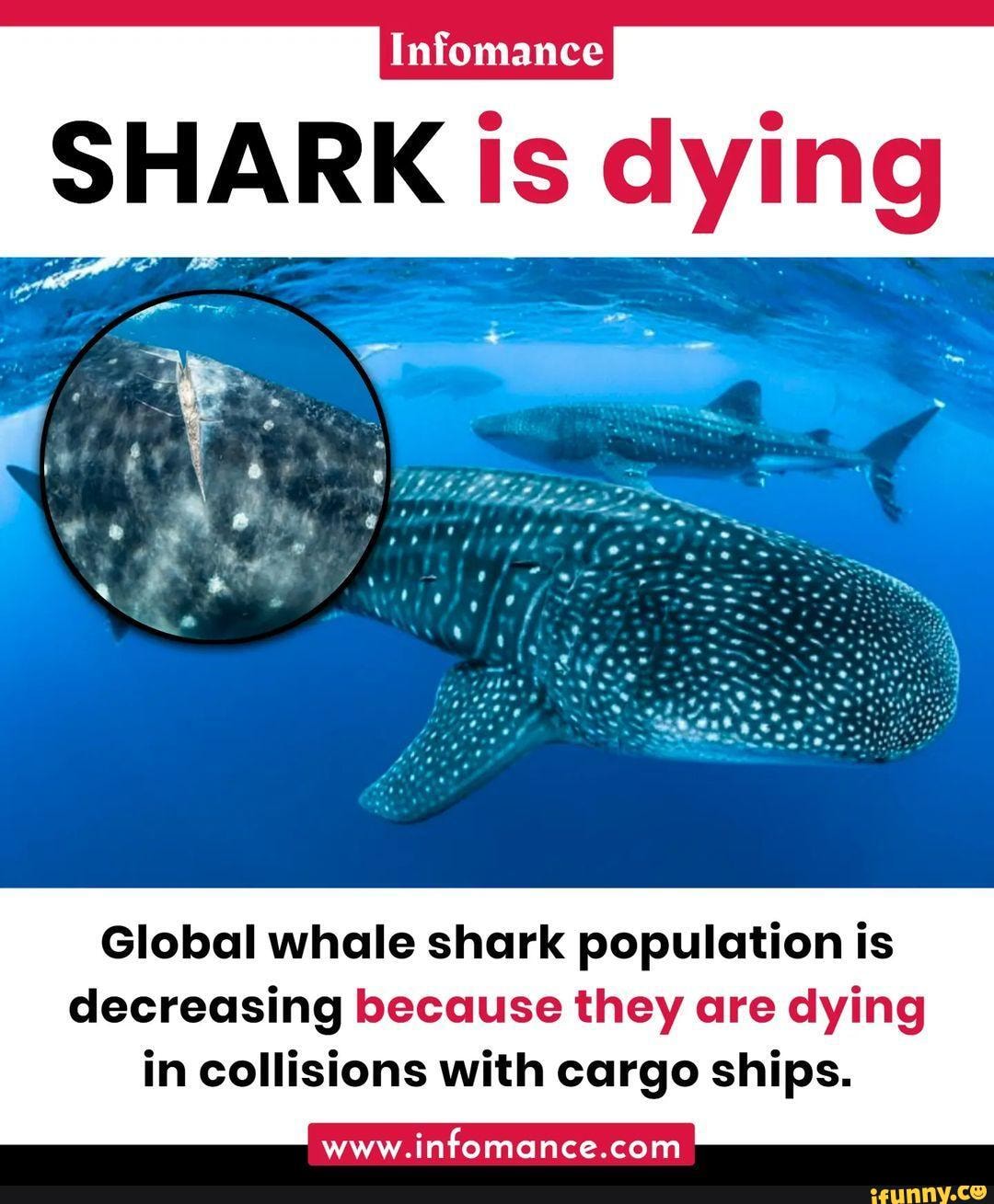 Infomance SHARK Is dying Global whale shark population is decreasing