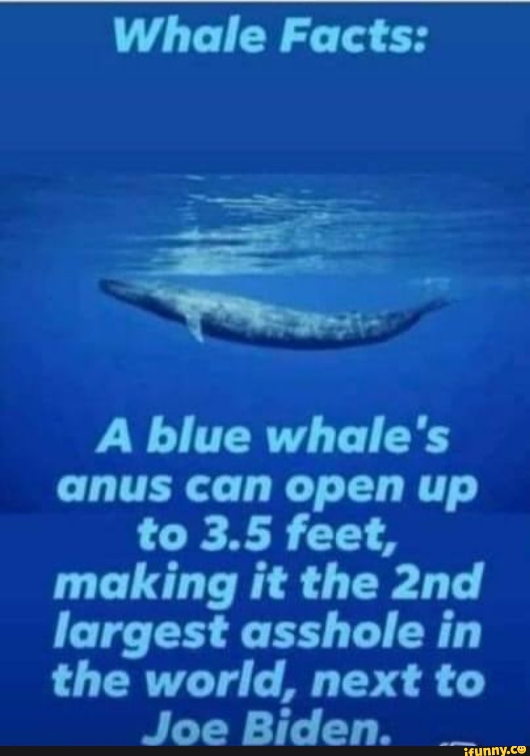 Whale Facts: A blue whale's anus can open up to 3.5 feet, making it the