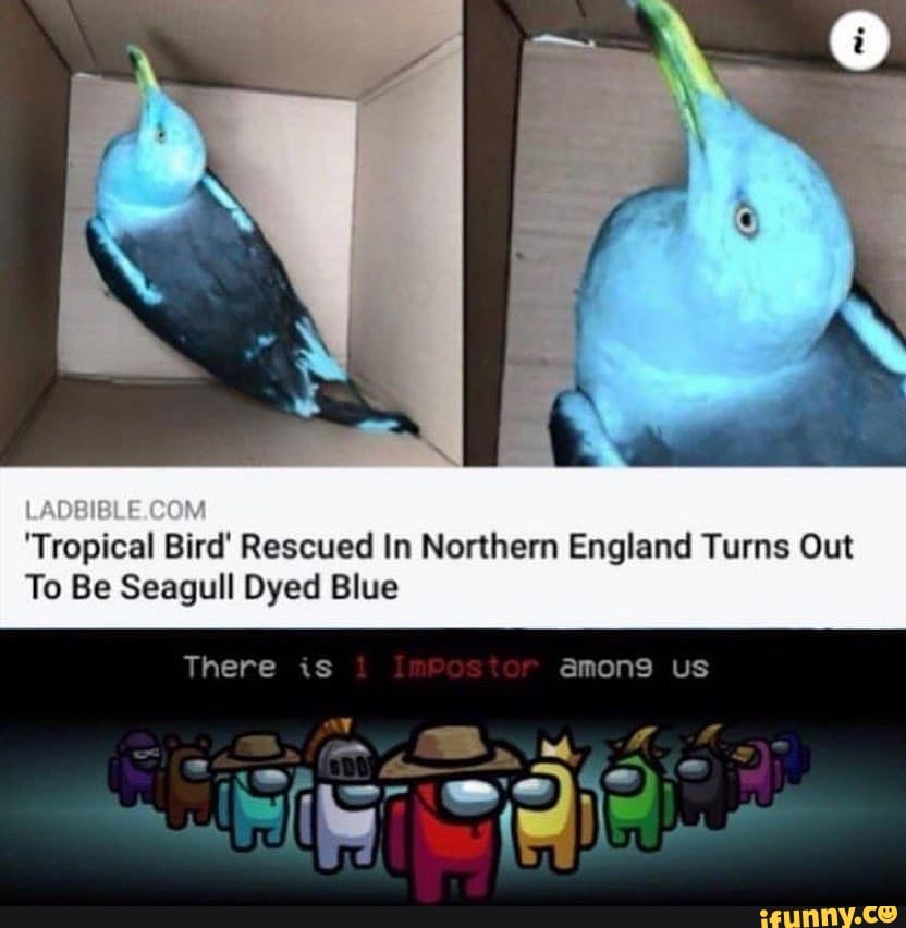 'Tropical Bird' Rescued In Northern England Turns Out
To Be Seagull Dyed Blue
There is amons us
