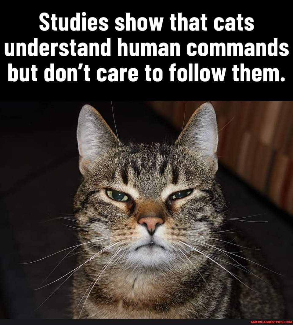 studies-show-that-cats-understand-human-commands-but-don-t-care-to