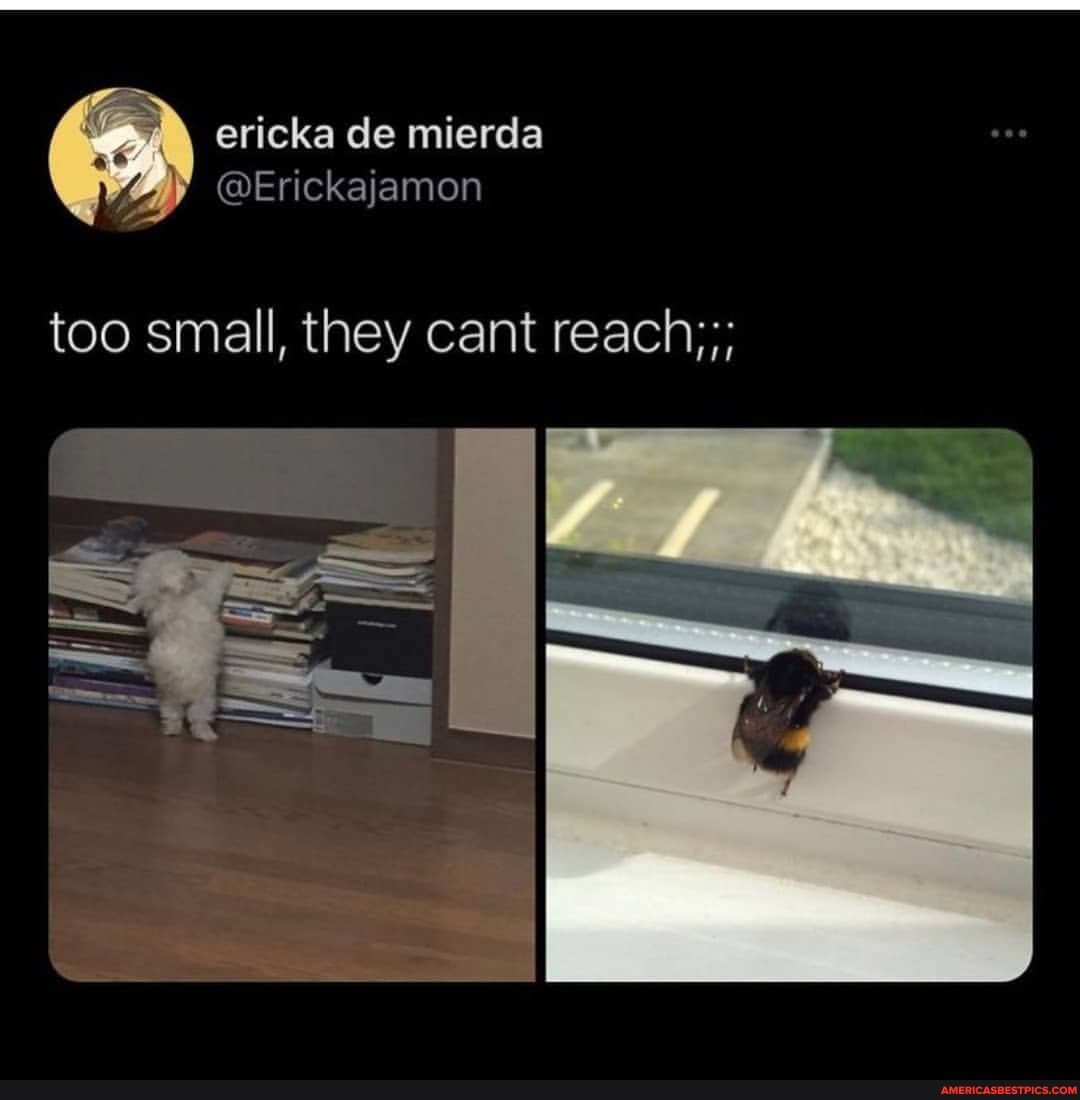 ericka de mierda
too small, they cant reach;;;
SS