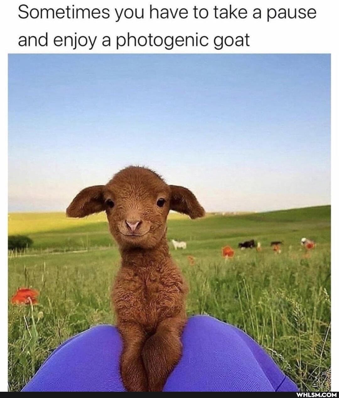 Sometimes you have to take a pause and enjoy photogenic goat