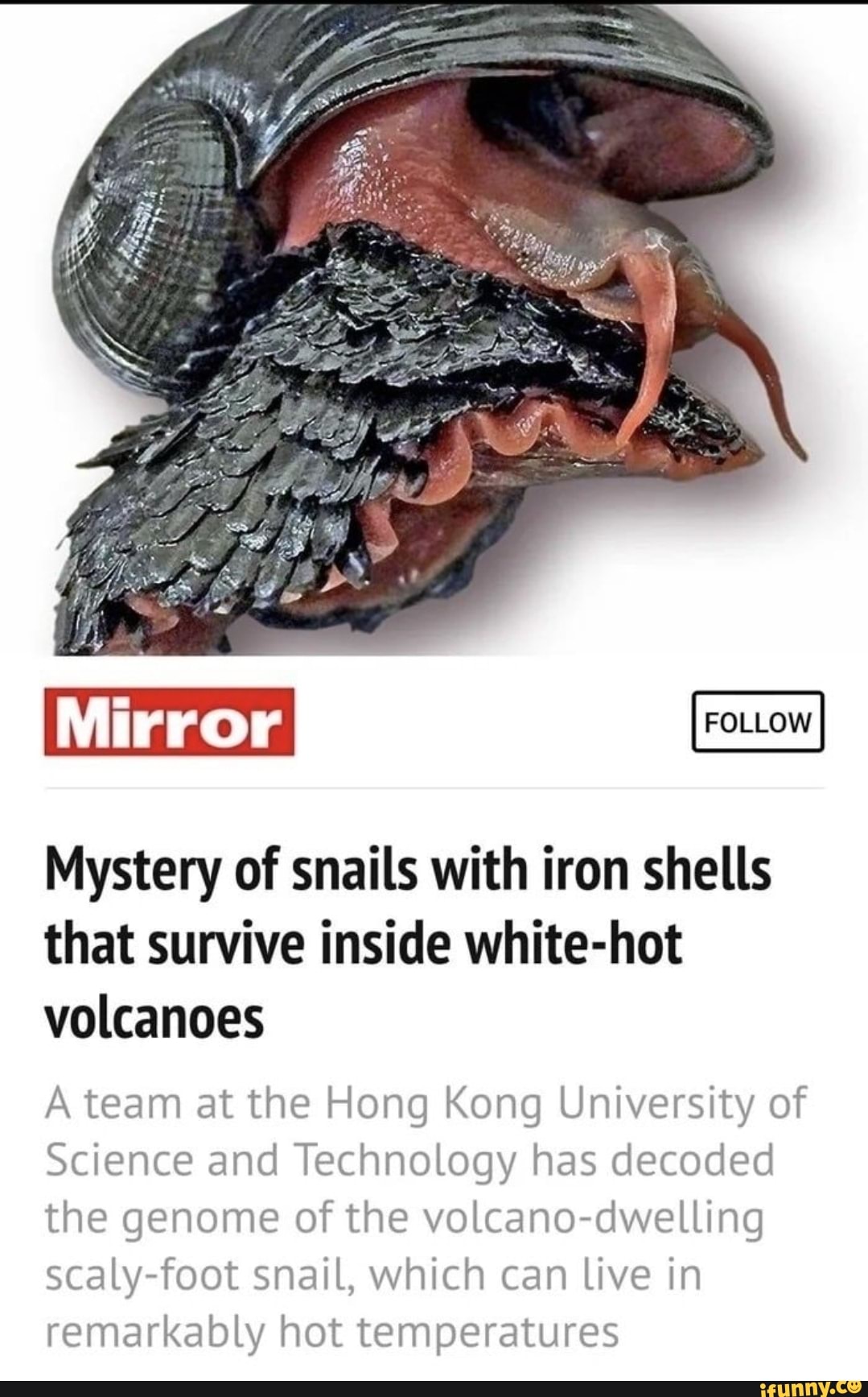 Mirror Mystery of snails with iron shells that survive inside whitehot