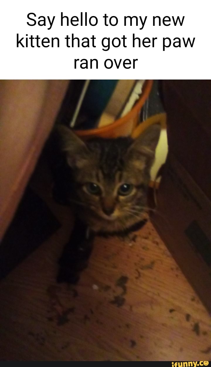 Say hello to my new kitten that got her paw ran over iFunny