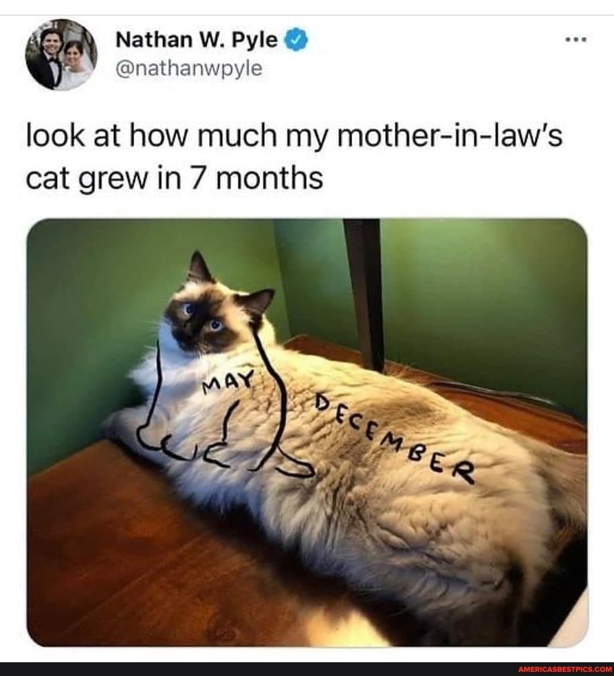 Nathan W. Pyle @
@nathanwpyle
look at how much my mother-in-law's cat grew in 7 months