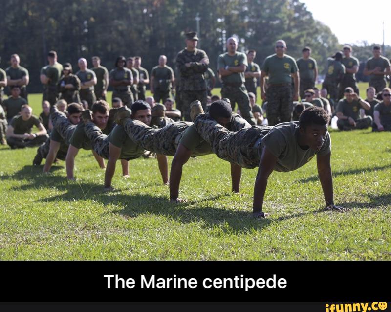 The Marine centipede - The Marine centipede